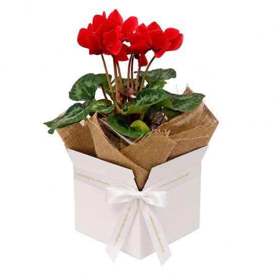 Gift Boxed Cyclamen - Standard
