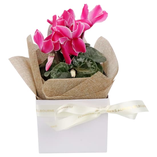 Gift Boxed Cyclamen - Standard