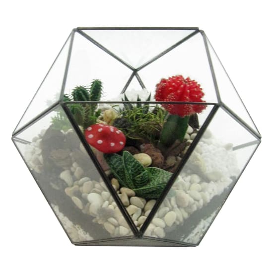 Desert Dreams Terrarium - Standard