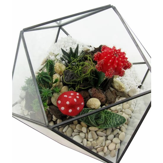 Desert Dreams Terrarium - Standard