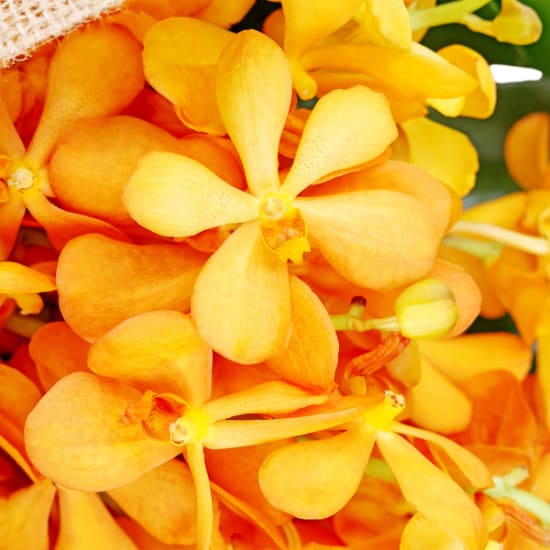 Orchid Bunch - Standard