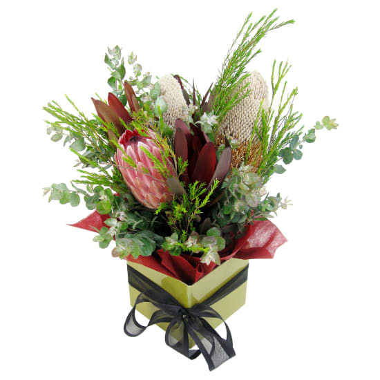 Vibrant Natives - Standard