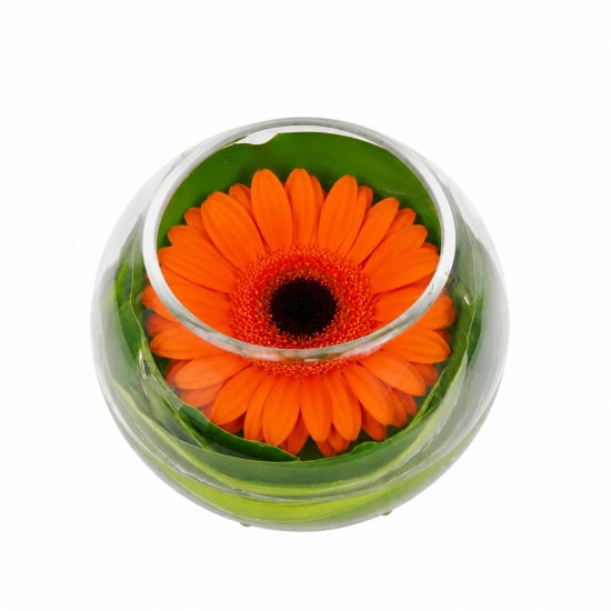 Gerbera Bowl - Standard