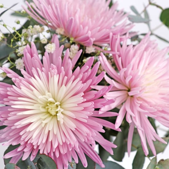 Mauve Majesty Mason Jar - Standard