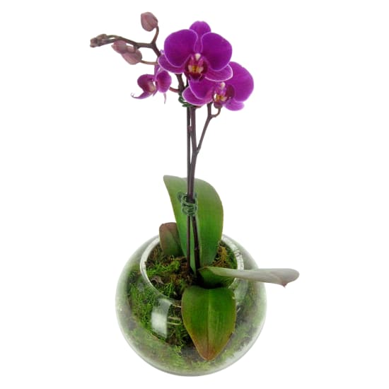 Pink Orchid Fishbowl - Standard