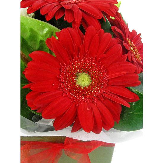 Santa's Suit - Standard