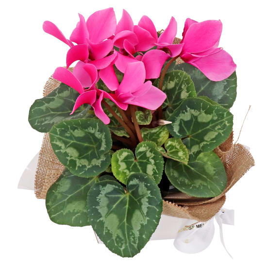 Gift Boxed Medium Cyclamen  - Standard