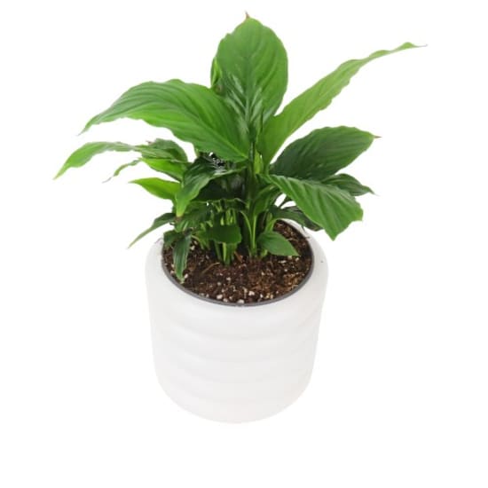 Peace Lily In White Pot - Standard