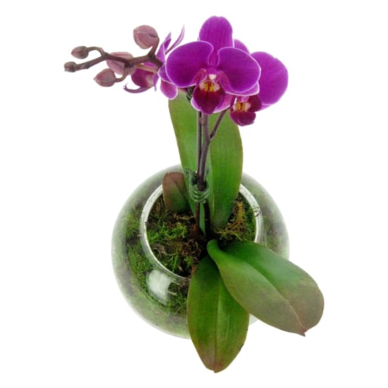 Pink Orchid Fishbowl - Standard