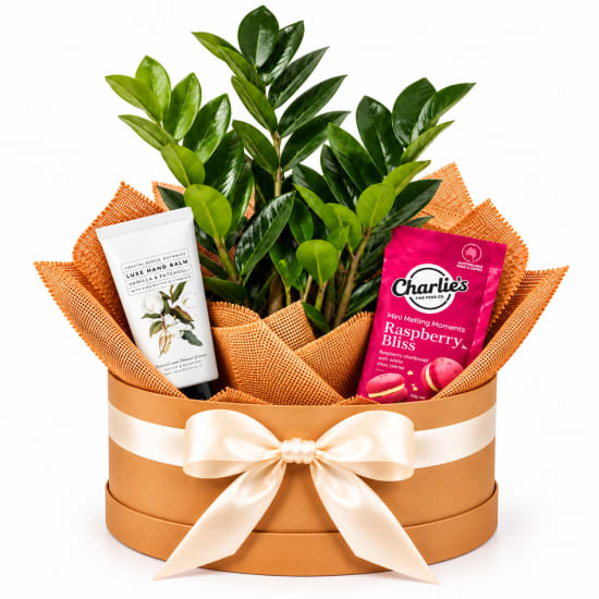 🌿💕 Zanzibar & Sweet Bliss Plant Hamper 💕🌿 - Standard