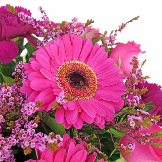 Painted Lady - Standard