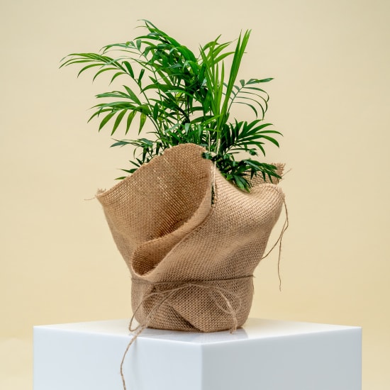 Parlour Palm Plant - Standard