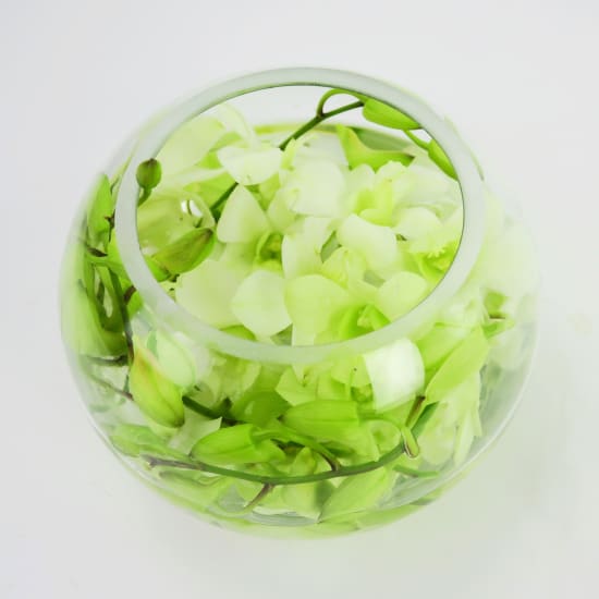 Elegant Celebrations - Standard