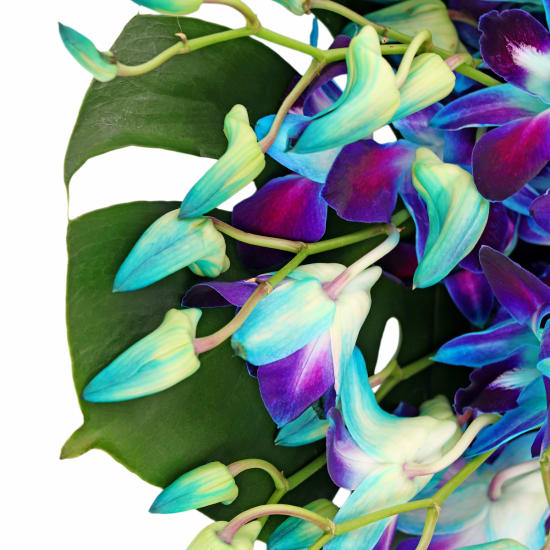 Blue Orchid Bunch - Standard