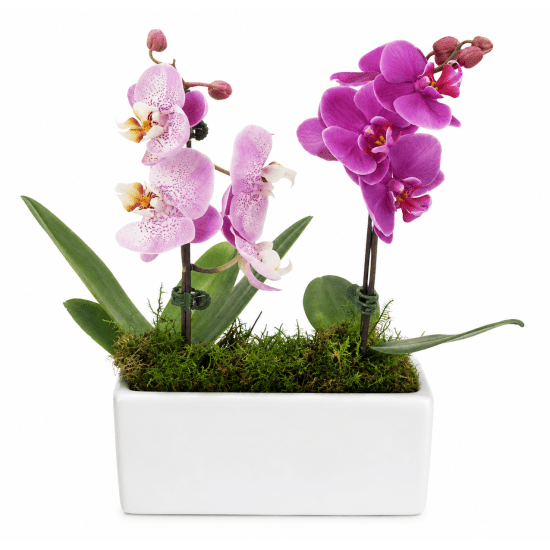🤍💜 Orchid Elegance Arrangement 💜🤍 - Standard