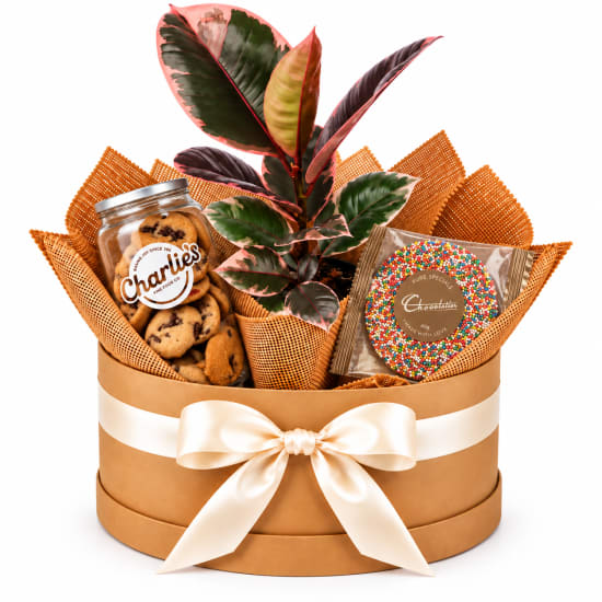 🌿🍪 Sweet Treats & Greenery Plant Hamper 🍪🌿 - Standard
