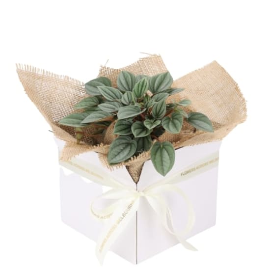 Peperomia Napoli Nights - Standard