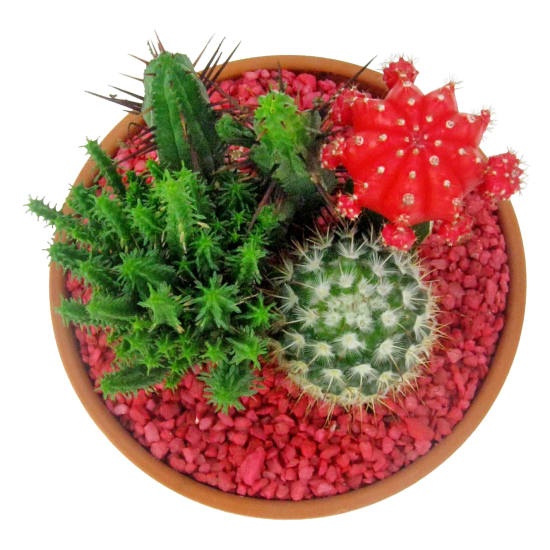 Cacti Garden - Standard