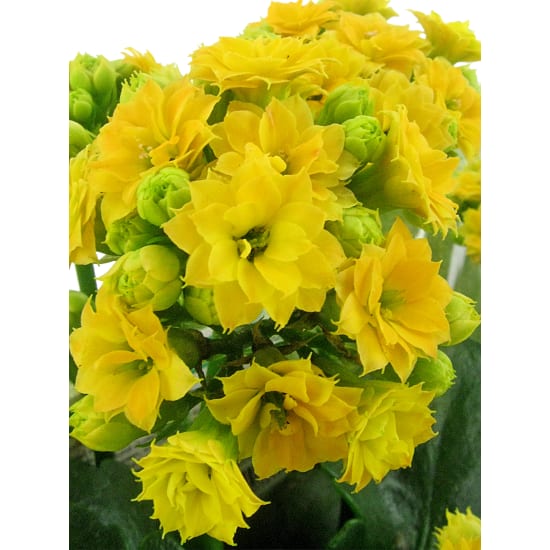 Yellow Captivating Kalanchoe  - Standard