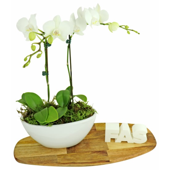Orchid Duet - Standard