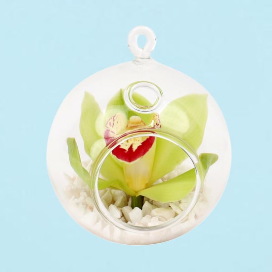 Green Orchid Orb - Standard