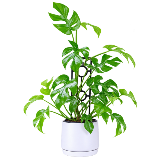 Monstera Plant In Ceramic Pot - Standard