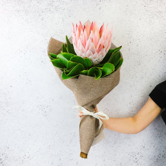 King Protea - Standard