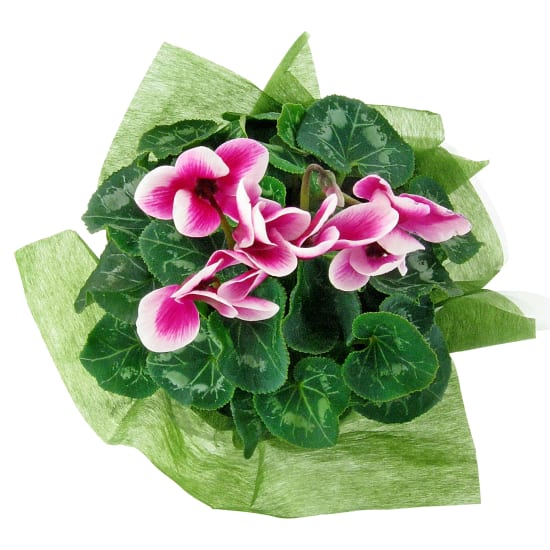 Morning Meadow Cyclamen - Standard