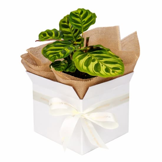 Calathea Makoyana Plant - Standard