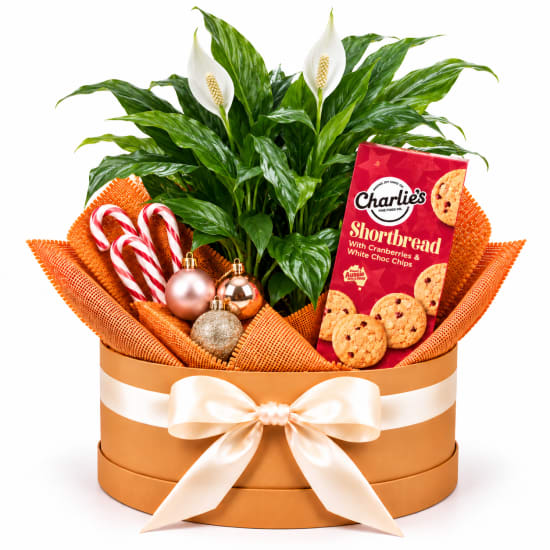 🌿✨ Peace Lily Christmas Sparkle Hamper 🎄🤍 - Standard