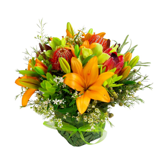 Wilderness - Standard