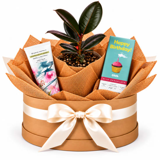 🎂🌿 Burgundy Birthday Bliss Plant Hamper 💗🍫 - Standard