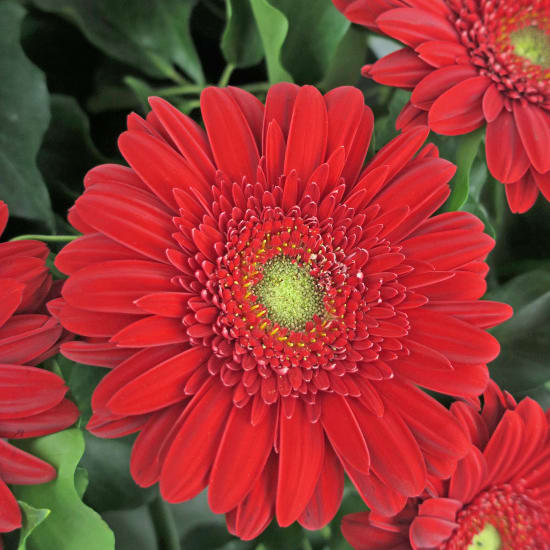 Daisy Chain Wreath - Deluxe