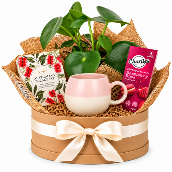 🌿🌸 Peperomia & Pink Tea Delights Plant Hamper 🌸🌿 - Standard