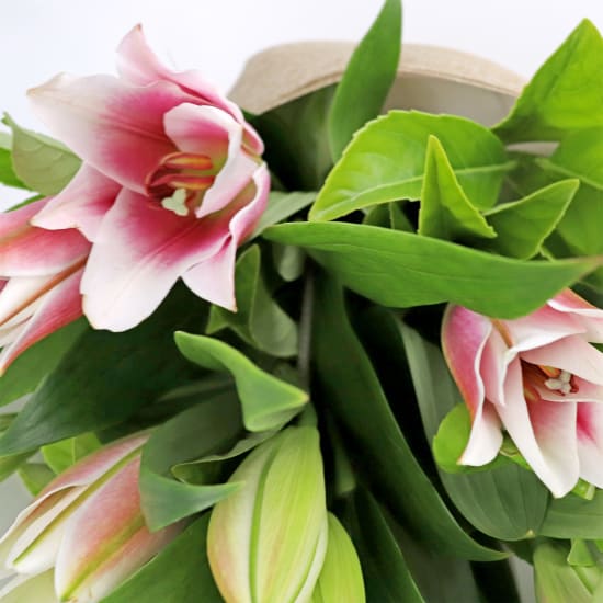 Majestic Oriental Lily Bouquet - Standard