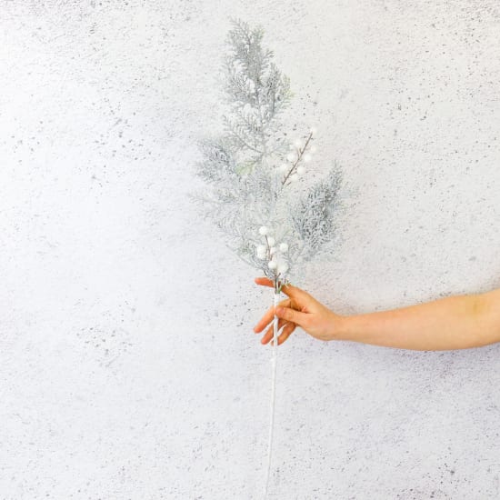 Cyprus Fern Leaf Berry - Standard