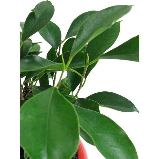 Ficus Bonsai with Red Pot - Standard