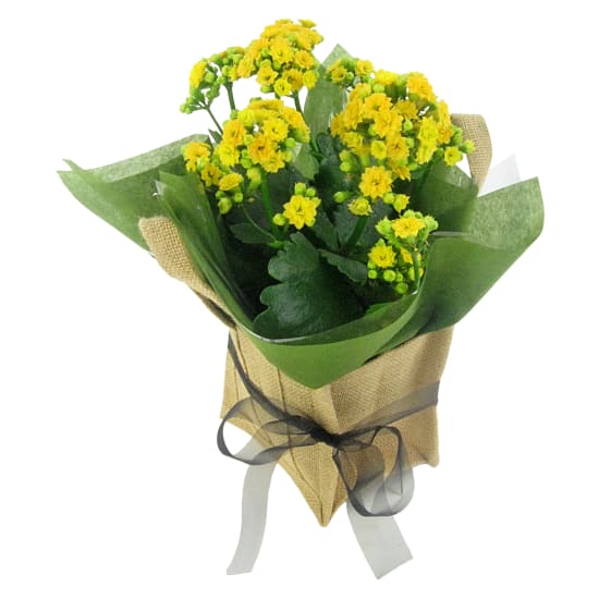 Yellow Captivating Kalanchoe  - Standard