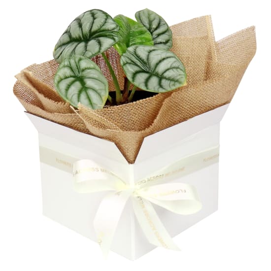 Gift Boxed Silver Dragon  - Standard