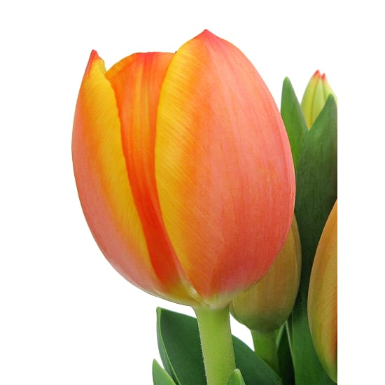 Amsterdam Glass Fish Bowl Tulip Arrangement - Standard