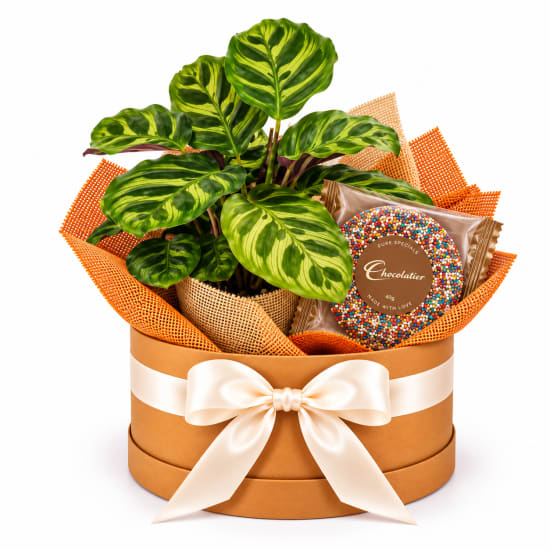 🌿🍫 Calathea & Sweet Delights 🍫🌿 - Standard