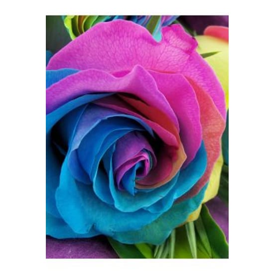 6 Rainbow Roses - 6 Roses (Half Dozen)