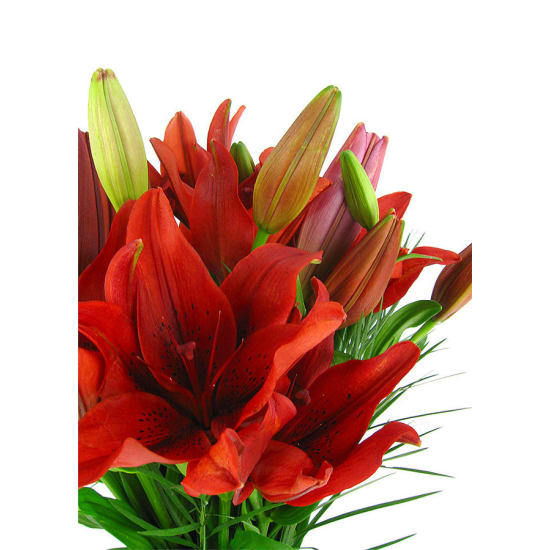 Red Lilies In A Vase - Deluxe