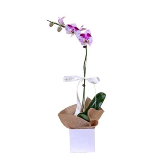 Phalaenopsis Orchid Gift Boxed Plant - Standard