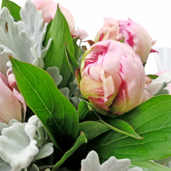 Pretty As A Peony - Standard
