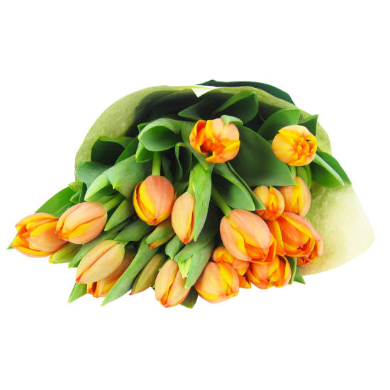 Orange Tulips - Deluxe