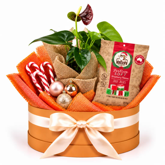❤️🎄 Anthurium & Christmas Cheer Plant Hamper 🎄❤️ - Standard
