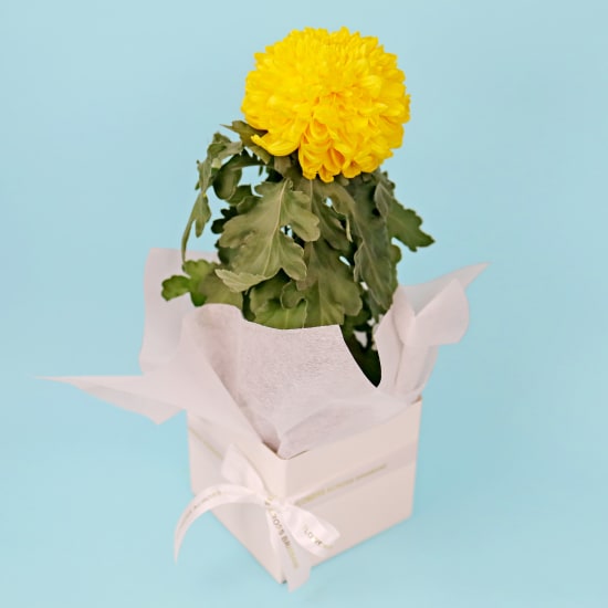Mothers Day Bloom - Standard