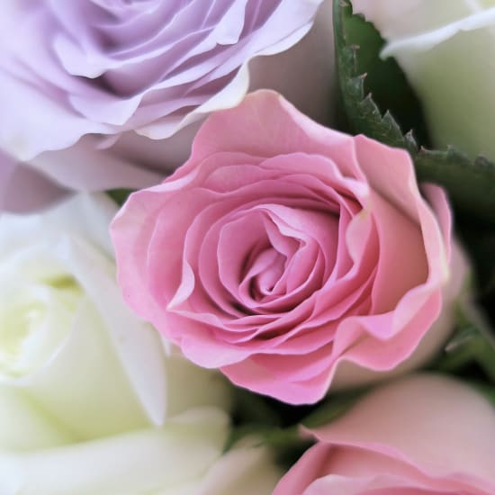 Pastel Roses - 24 Roses (Two Dozen)