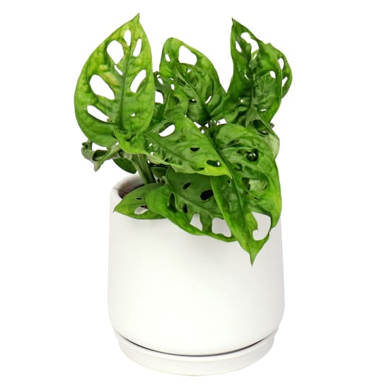 Monstera in Ceramic Pot  - Standard